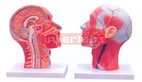 HUMAN HALF HEAD AND NECK WITH MUSCULATURE